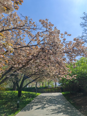 春日樱花盛开小径