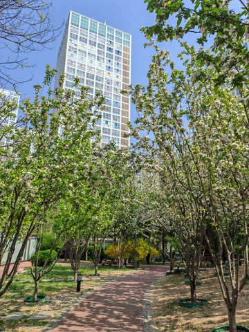 城市绿化高楼背景
