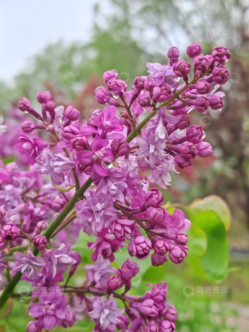高清大图下载【趣麦麦图】紫丁香盛开自然风光摄影