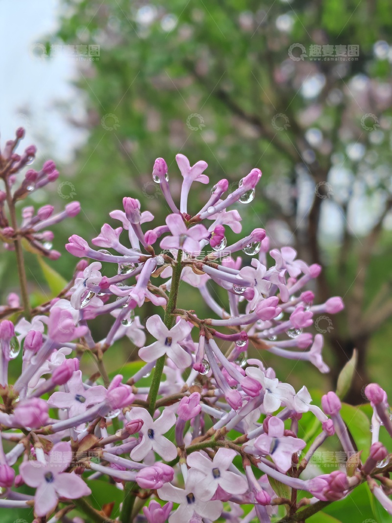 高清大图下载【趣麦麦图】丁香花盛开自然风光摄影