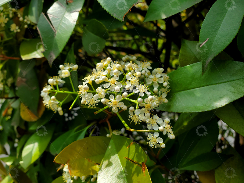高清大图下载【趣麦麦图】花朵花卉花瓣花蕊石楠花绿叶