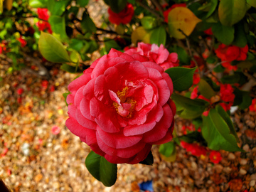 中草药山茶花花朵花卉花瓣花蕊