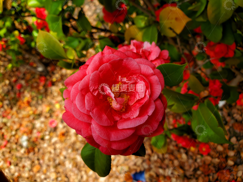 高清大图下载【趣麦麦图】中草药山茶花花朵花卉花瓣花蕊