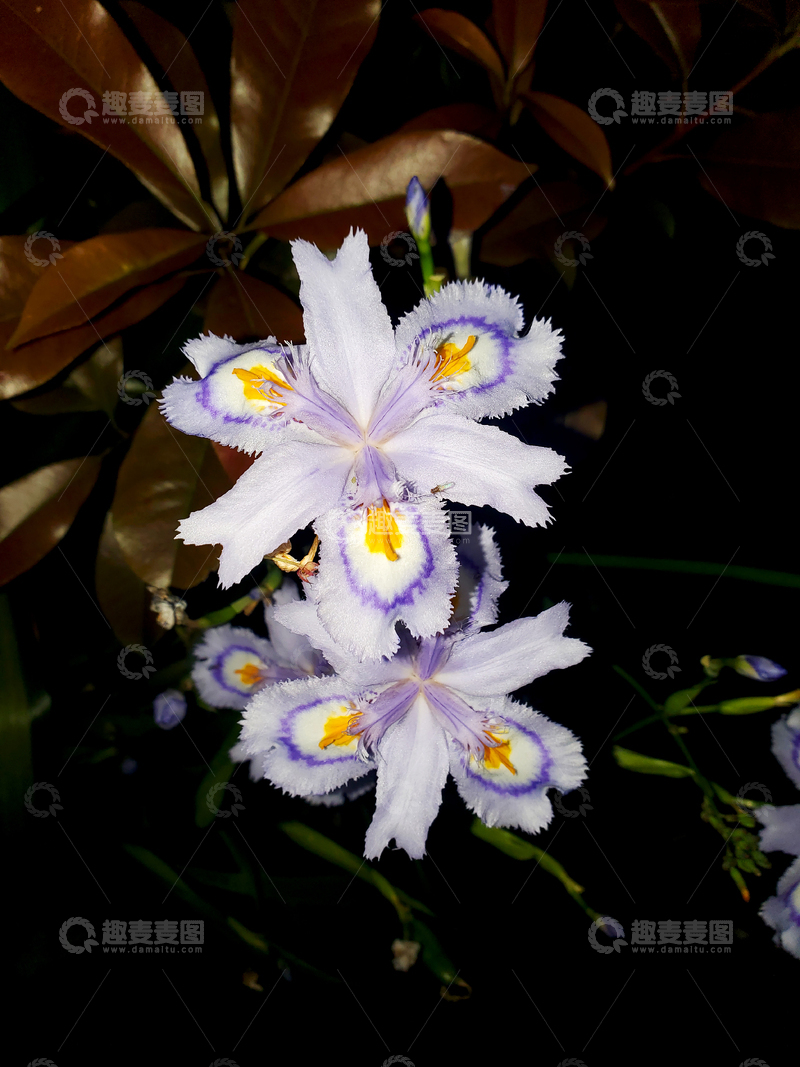 高清大图下载【趣麦麦图】扇形鸢尾花花朵花卉花瓣花蕊