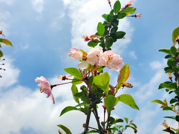 桃花花卉花朵花瓣花蕊绿叶树叶树枝