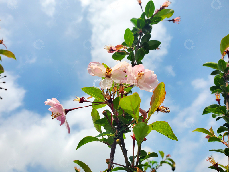 高清大图下载【趣麦麦图】桃花花卉花朵花瓣花蕊绿叶树叶树枝