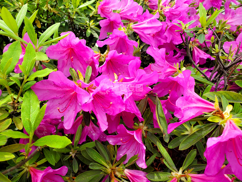 高清大图下载【趣麦麦图】杜鹃花丛花朵花卉花瓣绿叶树丛