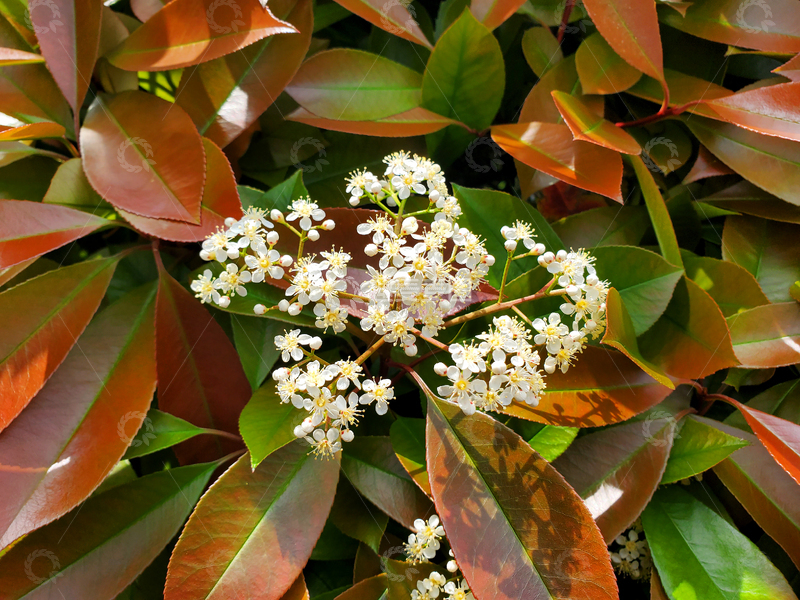 高清大图下载【趣麦麦图】石楠花花朵花卉花蕊绿叶树叶叶子