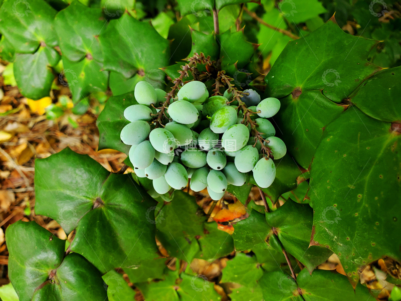 高清大图下载【趣麦麦图】中草药十大功劳果实种子绿叶植物