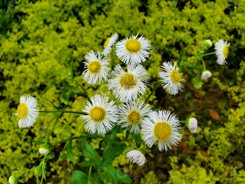 高清大图下载【趣麦麦图】苦苣菜花花卉花朵花蕊花瓣植物