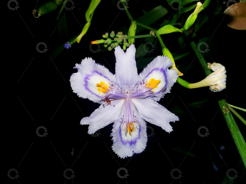 高清大图下载【趣麦麦图】鸢尾花扁竹兰花朵花卉花瓣花蕊