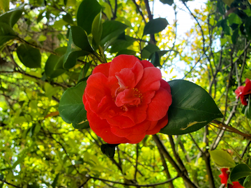 红花花朵花卉花瓣山茶花树叶绿叶