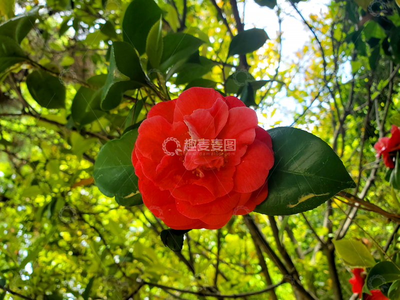 高清大图下载【趣麦麦图】红花花朵花卉花瓣山茶花树叶绿叶