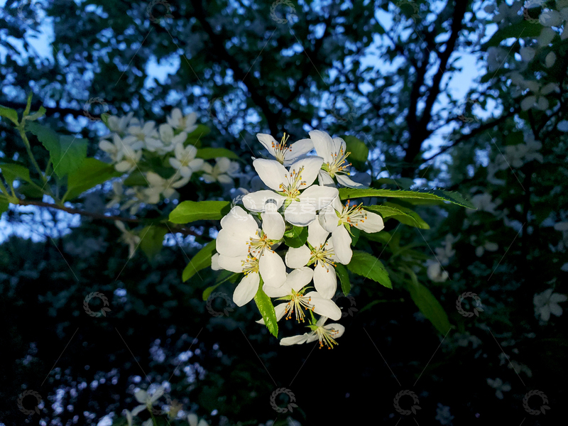 高清大图下载【趣麦麦图】梨花花朵花卉花瓣花蕊绿叶树枝