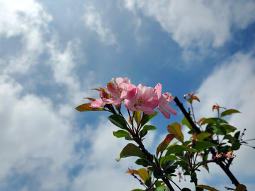 桃花花朵花瓣绿叶树叶树枝蓝天