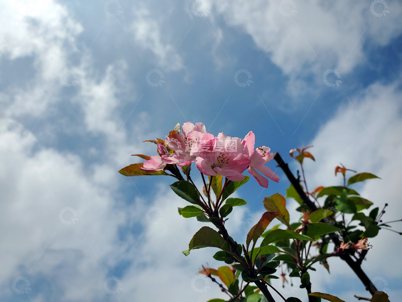 高清大图下载【趣麦麦图】桃花花朵花瓣绿叶树叶树枝蓝天