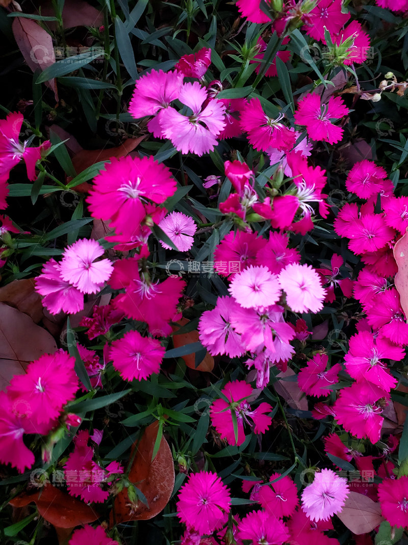 高清大图下载【趣麦麦图】洛阳花石竹花花朵花卉花瓣植物