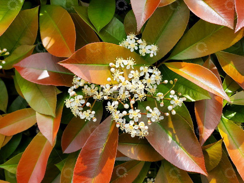 高清大图下载【趣麦麦图】绿叶树叶叶子花朵花卉石楠花