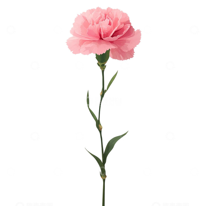 高清大图下载【趣麦麦图】柔情似水粉色康乃馨之韵