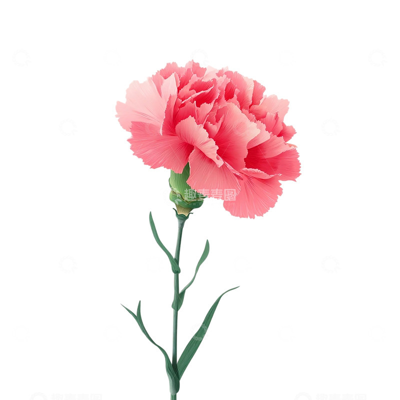 高清大图下载【趣麦麦图】粉色康乃馨的梦幻花海奇缘