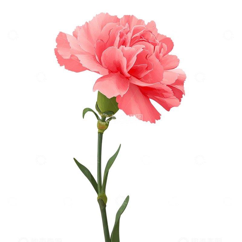 高清大图下载【趣麦麦图】柔情似水粉色花朵盛放