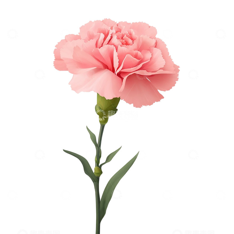 高清大图下载【趣麦麦图】粉色康乃馨的柔情叙事