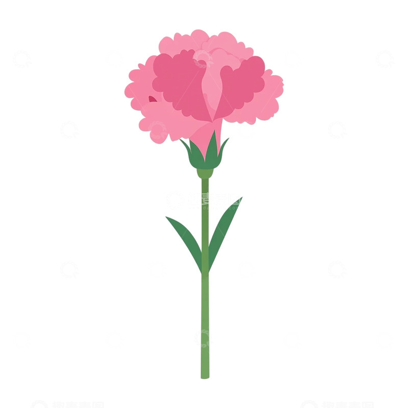 高清大图下载【趣麦麦图】粉色康乃馨绽放的柔情梦境