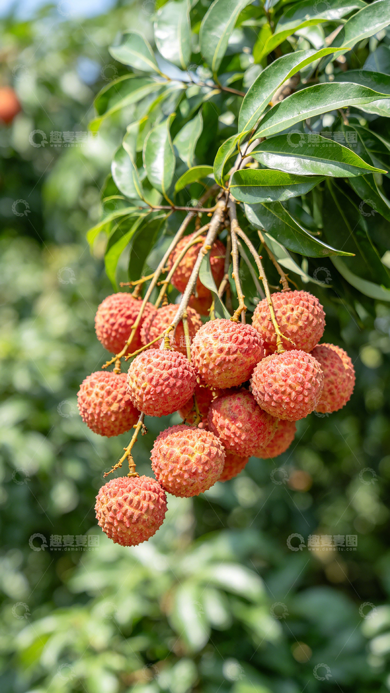 高清大图下载【趣麦麦图】荔枝园鲜果满枝
