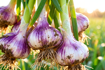 新鲜大蒜，现挖鲜蒜生鲜食材5