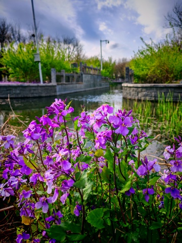 湖畔紫花风景摄影