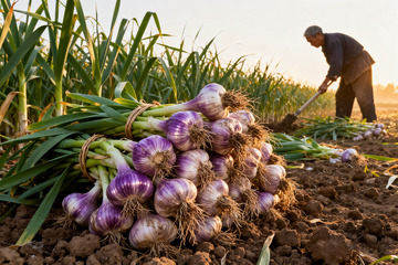 新鲜大蒜，现挖鲜蒜生鲜食材1
