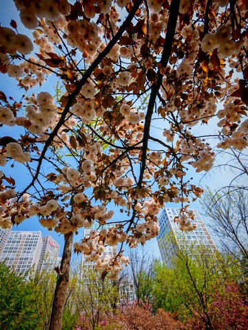 城市春花盛开高楼背景