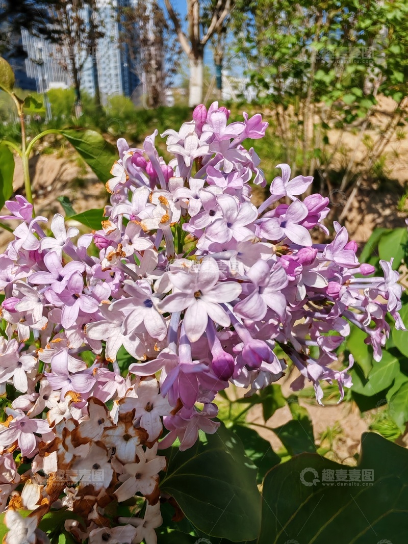 高清大图下载【趣麦麦图】春日丁香花盛开美景