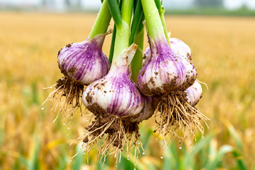 新鲜紫皮大蒜，现挖鲜蒜生鲜食材