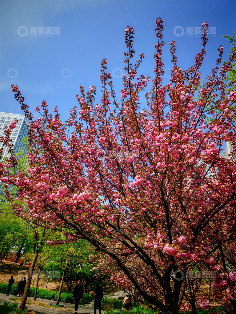 高清大图下载【趣麦麦图】春日樱花盛放公园美景