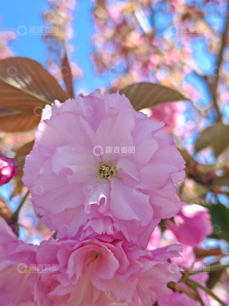 高清大图下载【趣麦麦图】春日樱花绽放特写美景