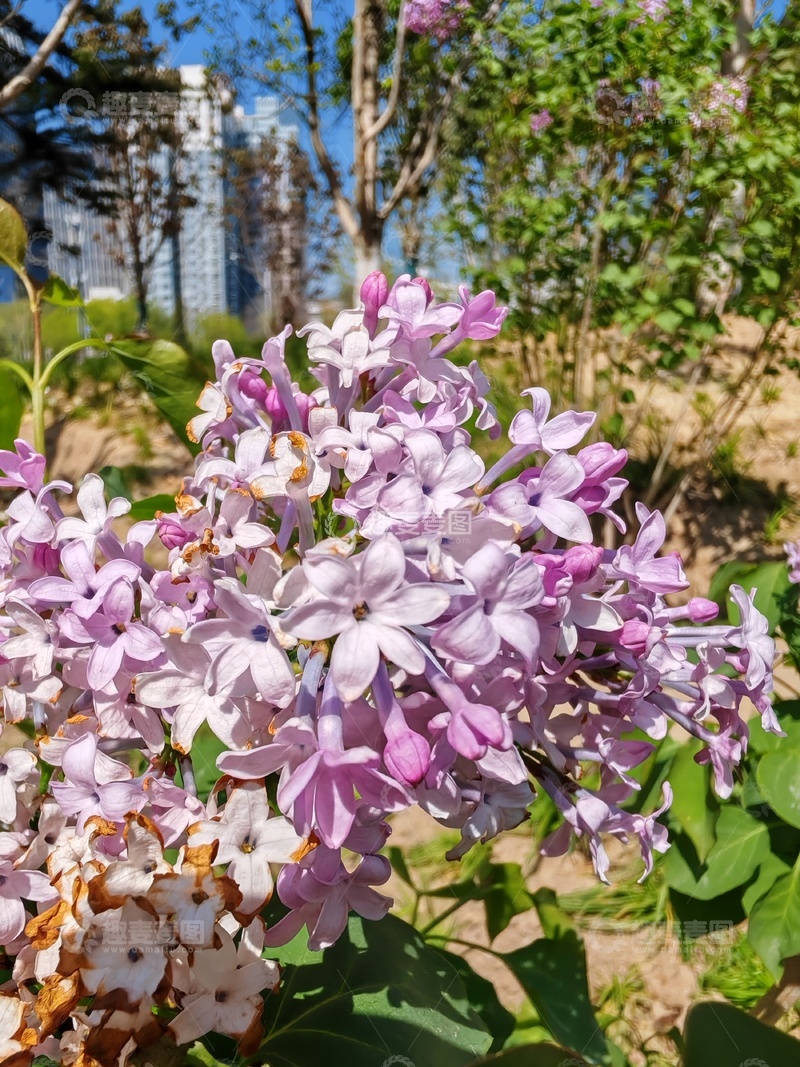 高清大图下载【趣麦麦图】春城丁香盛开美景