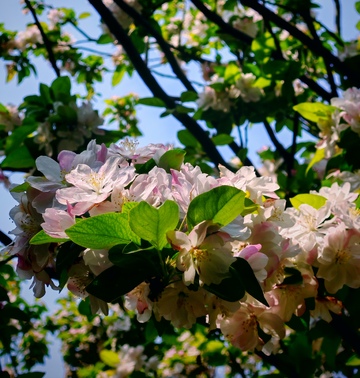 春日花开粉白色枝叶