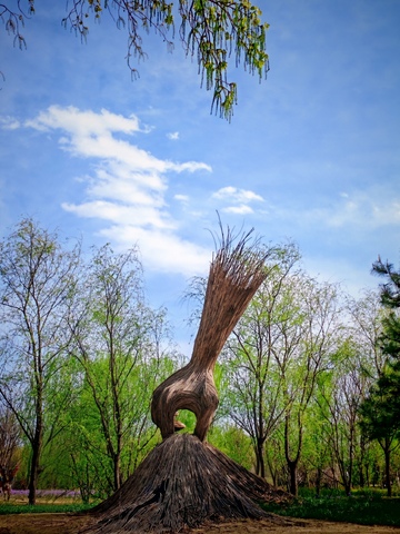 扭曲树形公园景观艺术