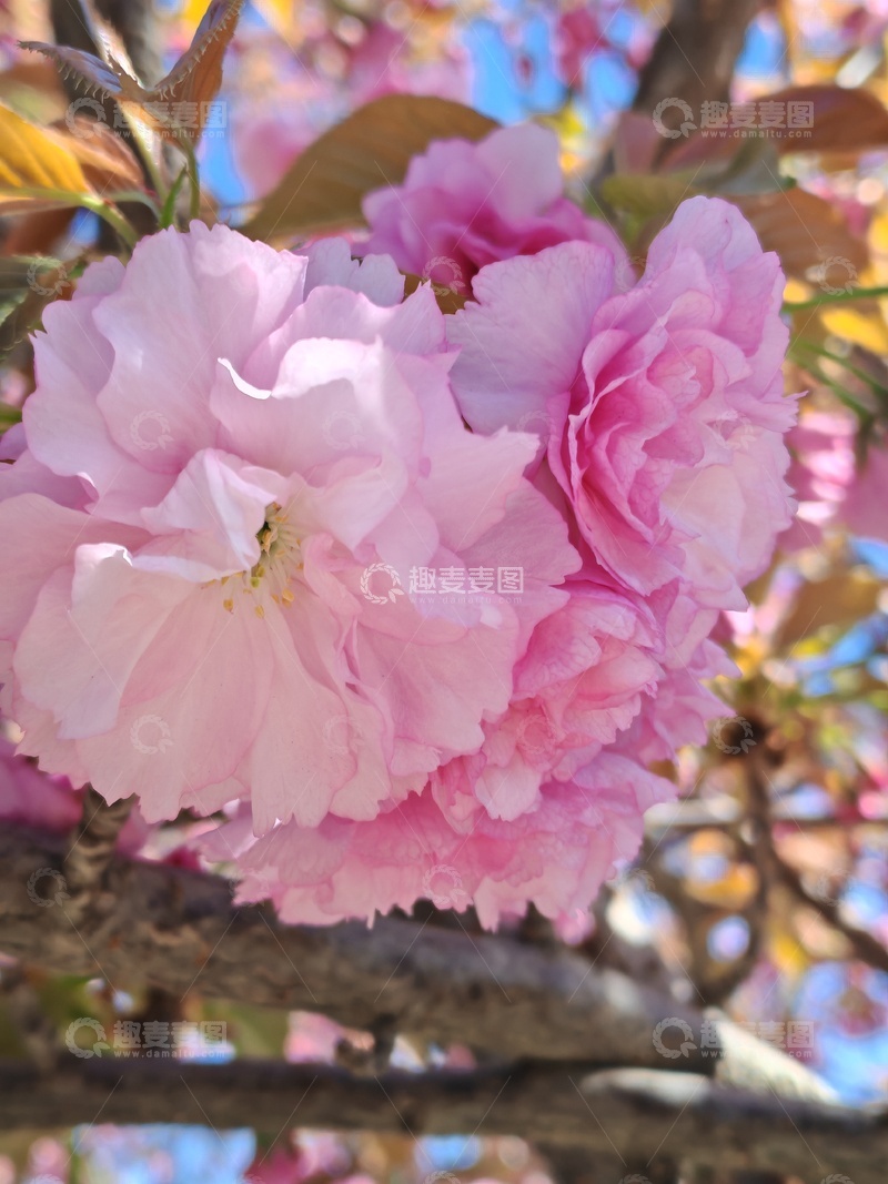 高清大图下载【趣麦麦图】春日樱花绽放美景摄影04