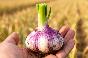 新鲜大蒜，现挖鲜蒜生鲜0