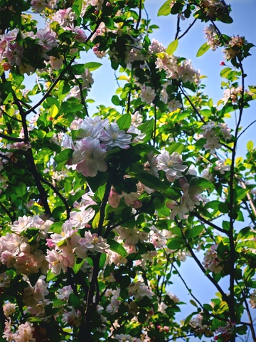 春日樱花盛开美景04