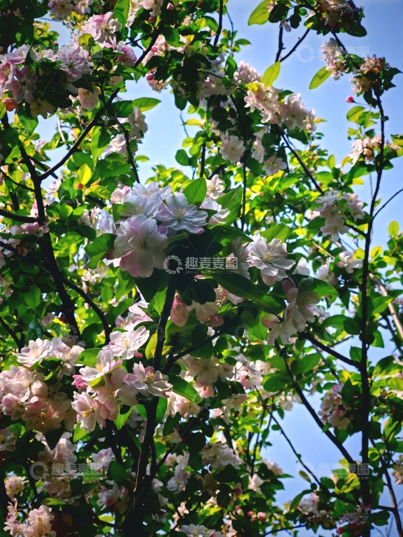 高清大图下载【趣麦麦图】春日樱花盛开美景04