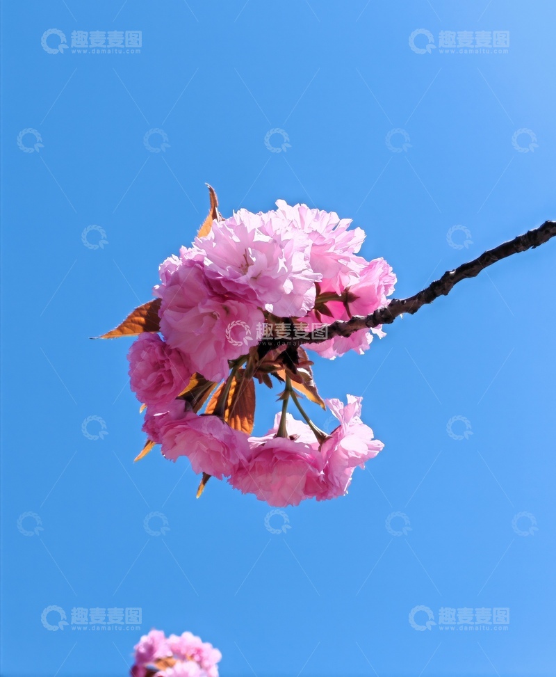 高清大图下载【趣麦麦图】春日樱花绽放