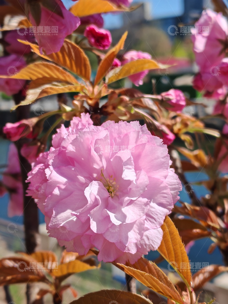 高清大图下载【趣麦麦图】春日樱花盛开美景摄影07