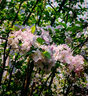 春分时节海棠花开