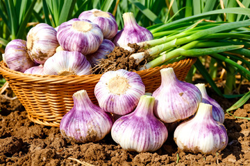 新鲜大蒜，现挖鲜蒜生鲜食材4