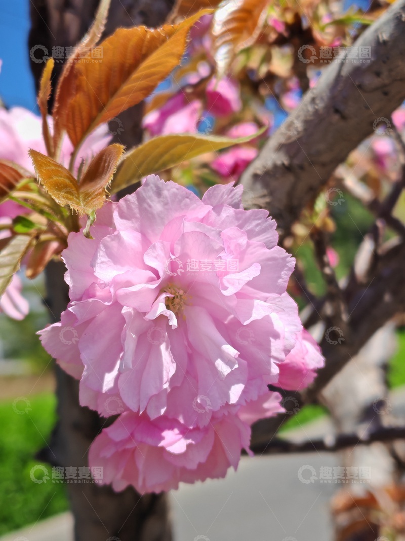高清大图下载【趣麦麦图】春日樱花绽放美景摄影图