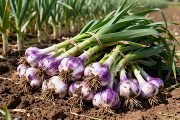 新鲜大蒜，现挖鲜蒜生鲜3