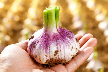 新鲜大蒜，现挖鲜蒜生鲜食材7